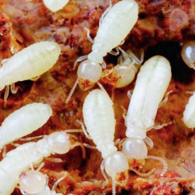 南昌洁鹏白蚁防治中心 专业守护，从家庭到幼儿园的全面防护