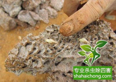 深圳白蚁防治公司 科学灭白蚁方法与专业防治服务全解析